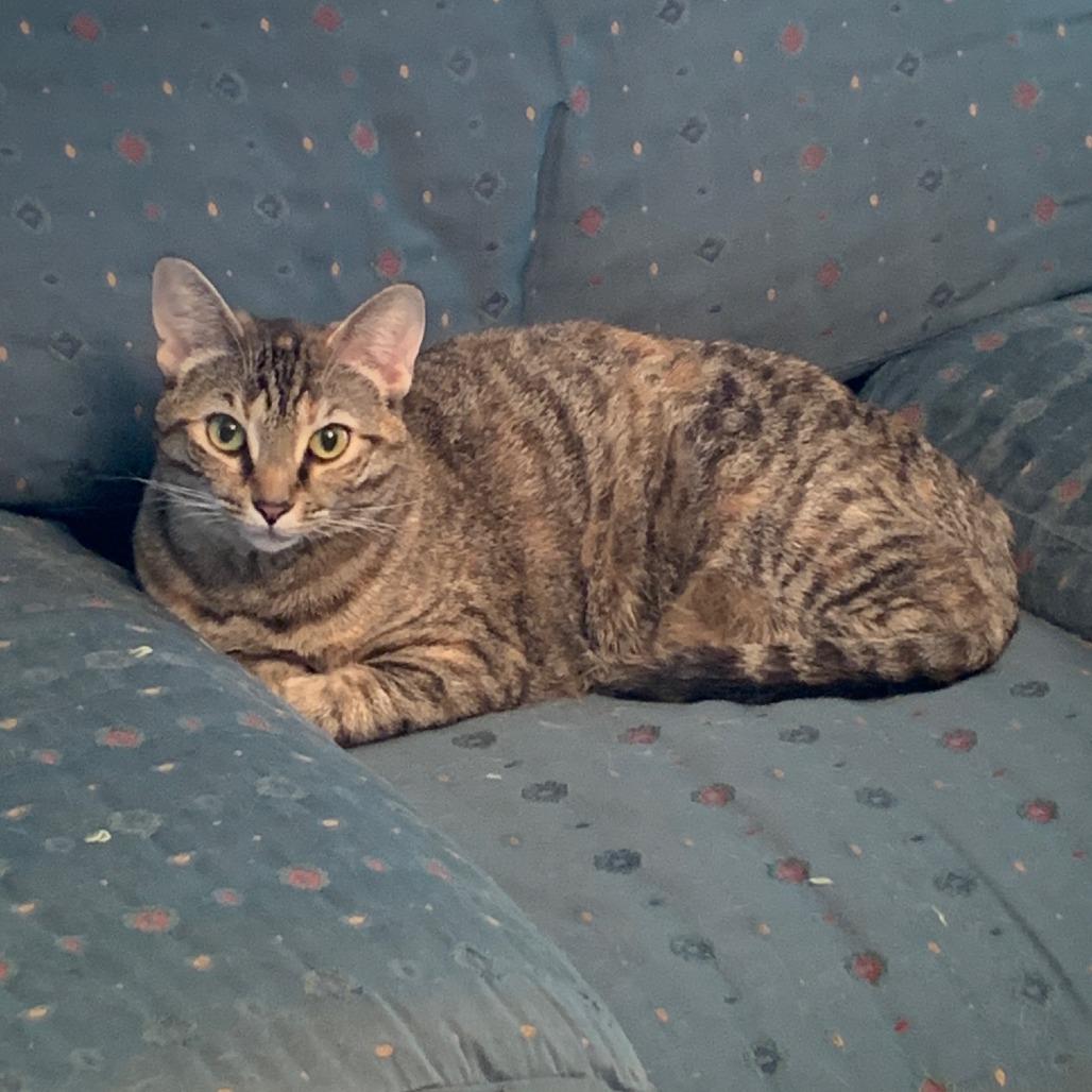 Lucille, a Adoptable mixed breed in La Grange, KY image 4/4