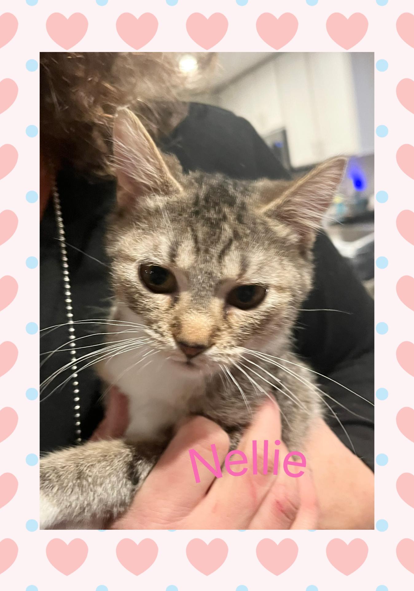 Enlarge Nellie, a ADOPTABLE Tabby in Lebanon, MO image 1/1