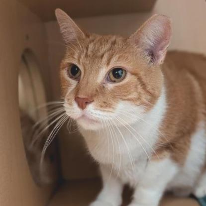 Stubby, Adoptable, Adult Male Domestic Short Hair.