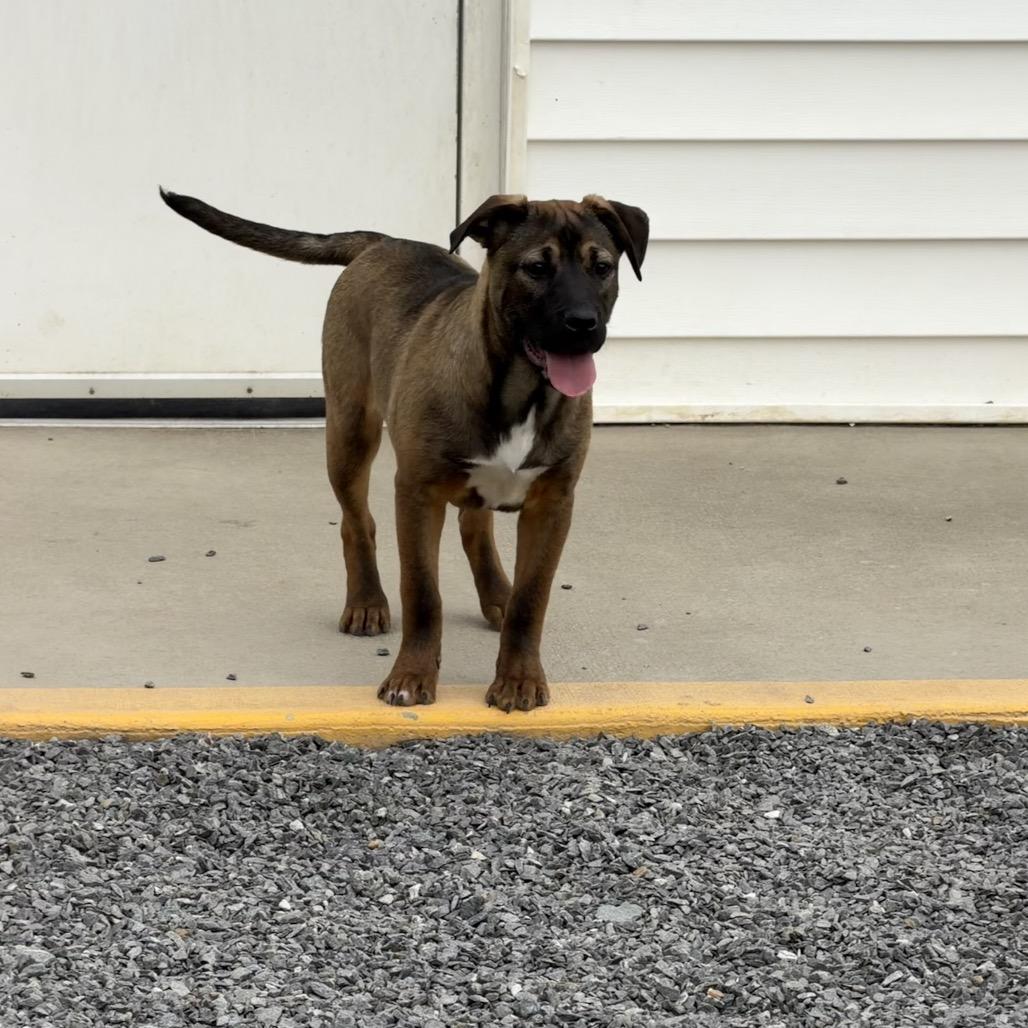 Enlarge Julie, a Adoptable mixed breed in Walnut Cove, NC image 2/6