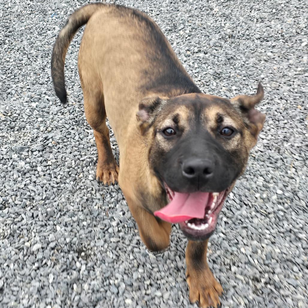 Enlarge Julie, a Adoptable mixed breed in Walnut Cove, NC image 3/6