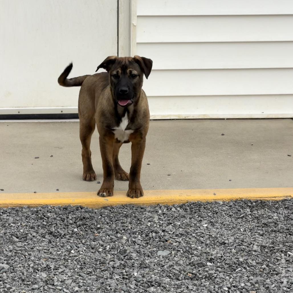 Enlarge Julie, a Adoptable mixed breed in Walnut Cove, NC image 4/6