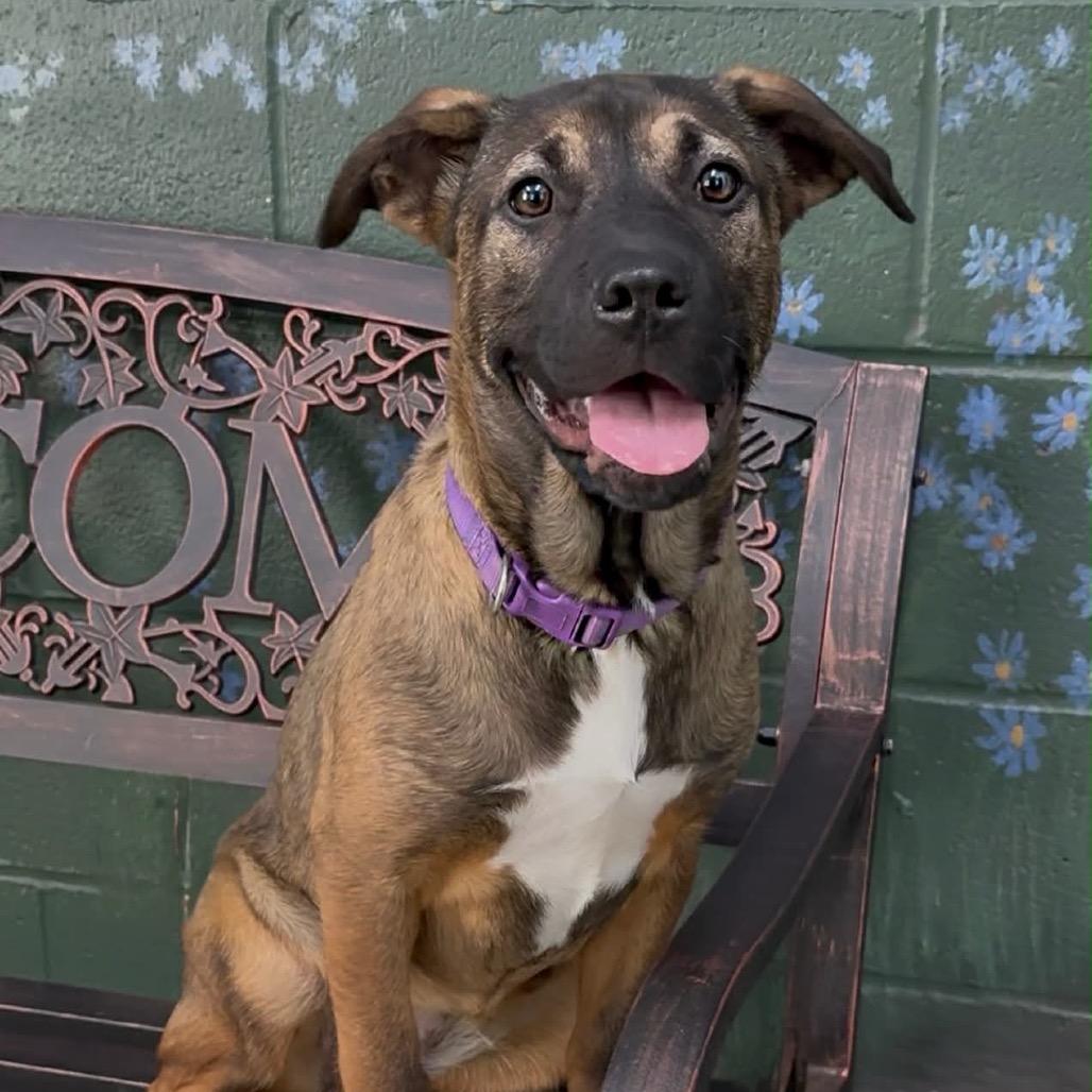Julie, Adoptable, Puppy Female Catahoula Leopard Dog & Great Dane.