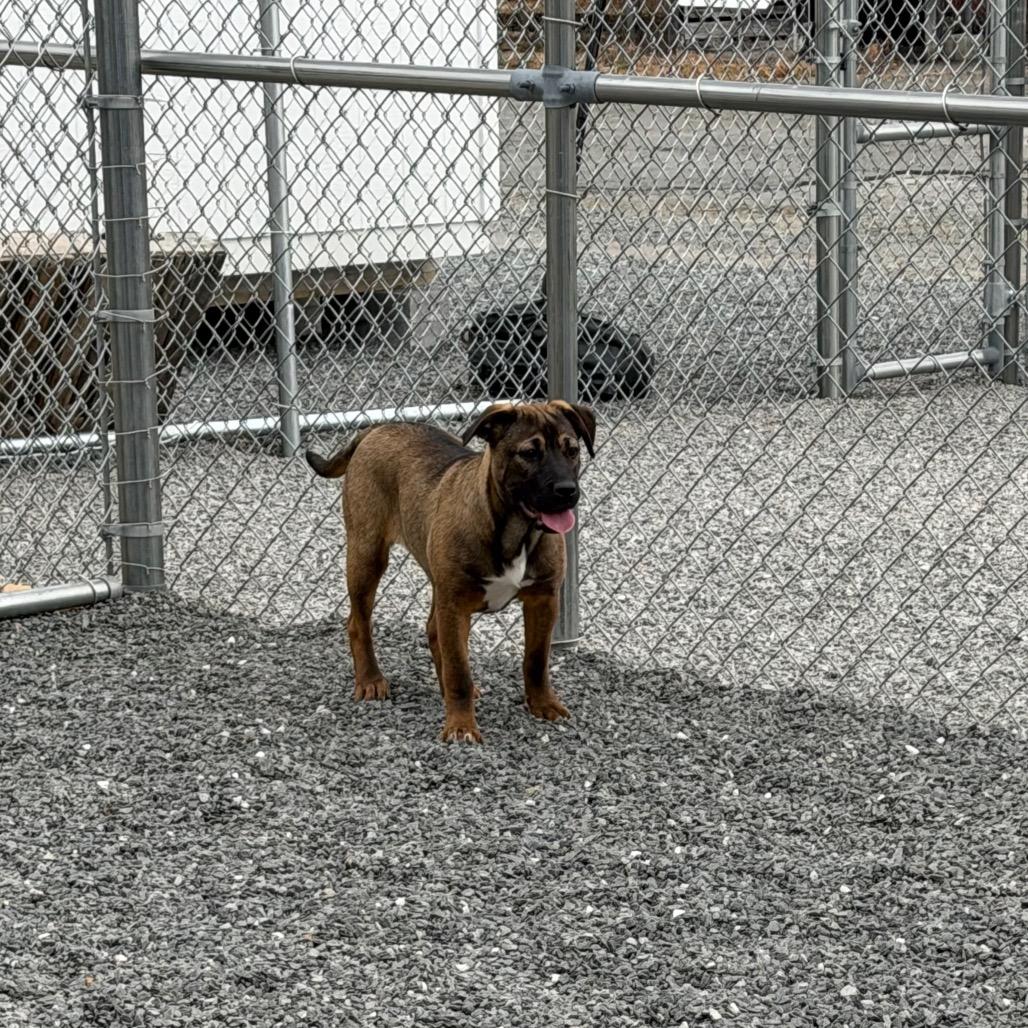Enlarge Julie, a Adoptable mixed breed in Walnut Cove, NC image 5/6