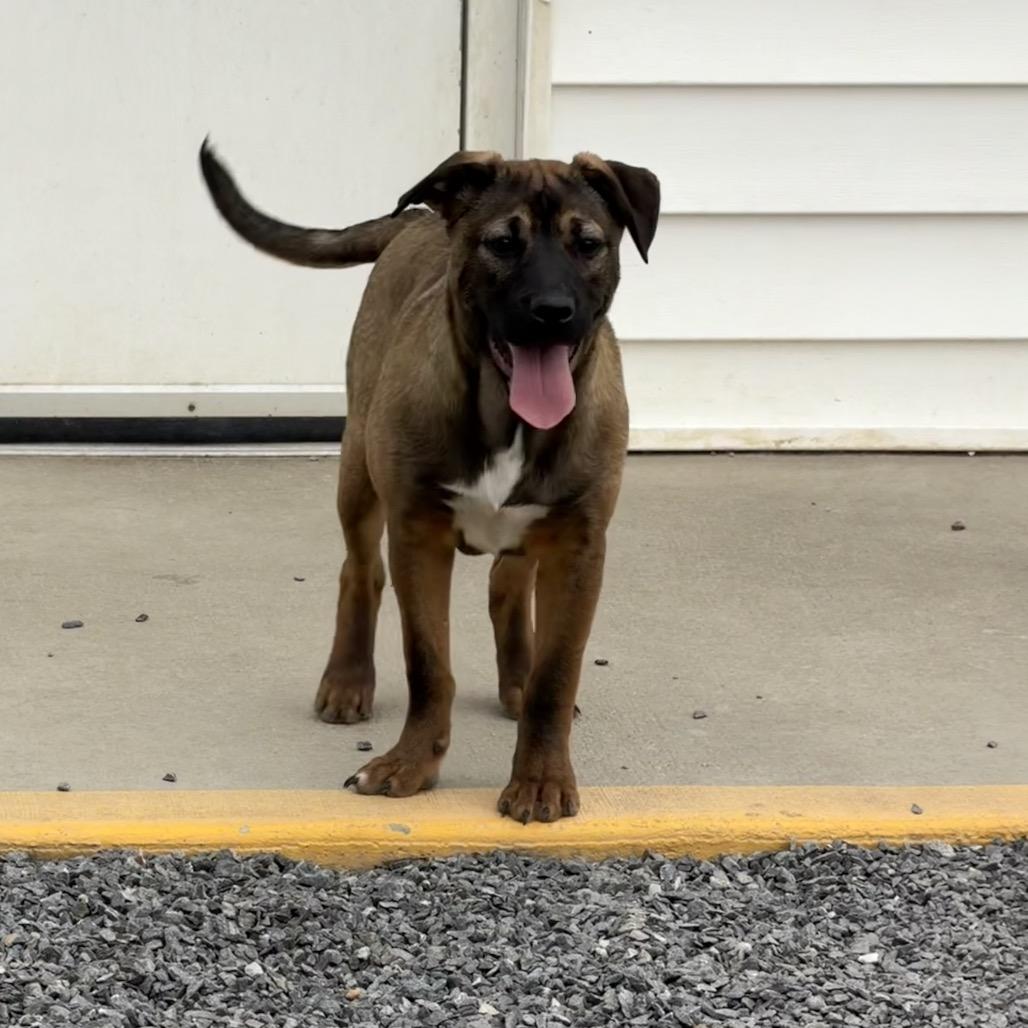 Enlarge Julie, a Adoptable mixed breed in Walnut Cove, NC image 6/6