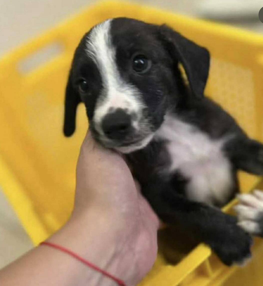 Baby Robbie thumbnail 2