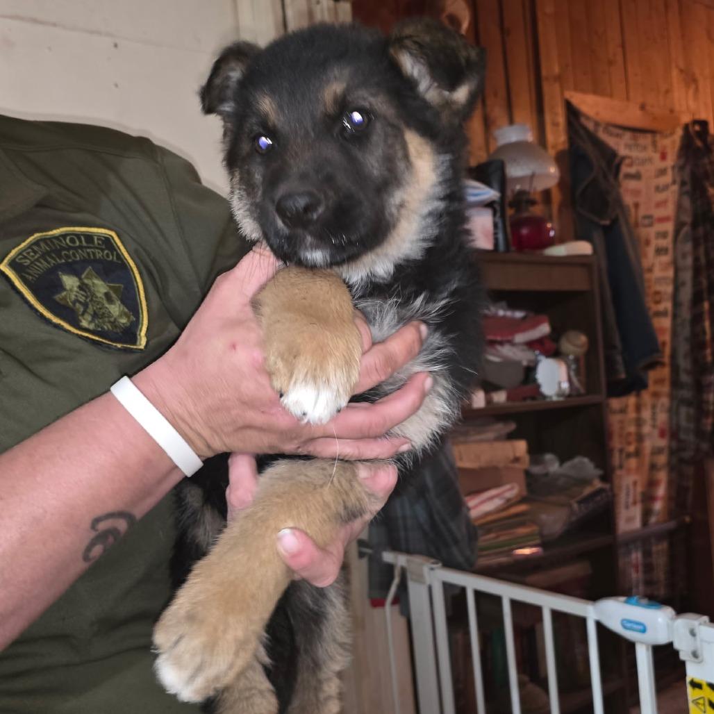 Ginny, Adoptable, Puppy Female German Shepherd Dog.