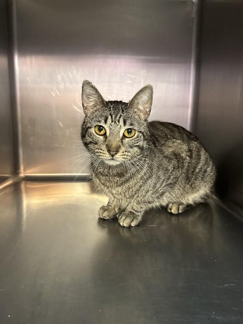 Enlarge MISTER MAN, a Adoptable Domestic Short Hair in Fort Walton Beach, FL image 1/1