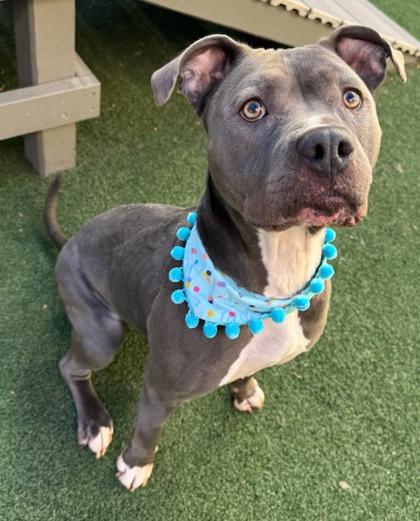 Enlarge Blueberry, a Adoptable mixed breed in Lewisville, TX image 2/3