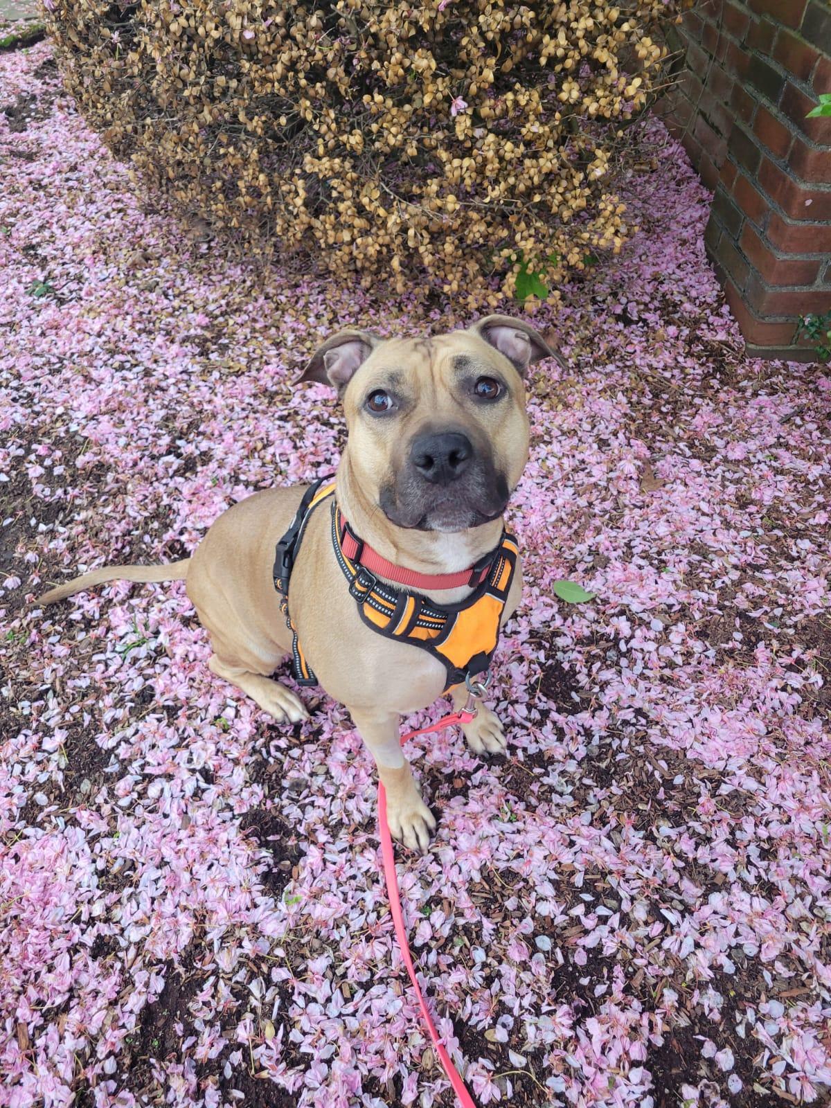 Lady Bug, a Adoptable mixed breed in Malden, MA image 4/6
