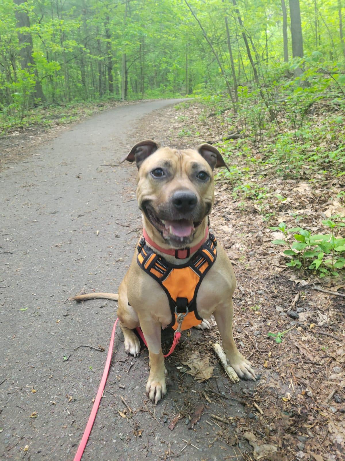 Lady Bug, a Adoptable mixed breed in Malden, MA image 1/6