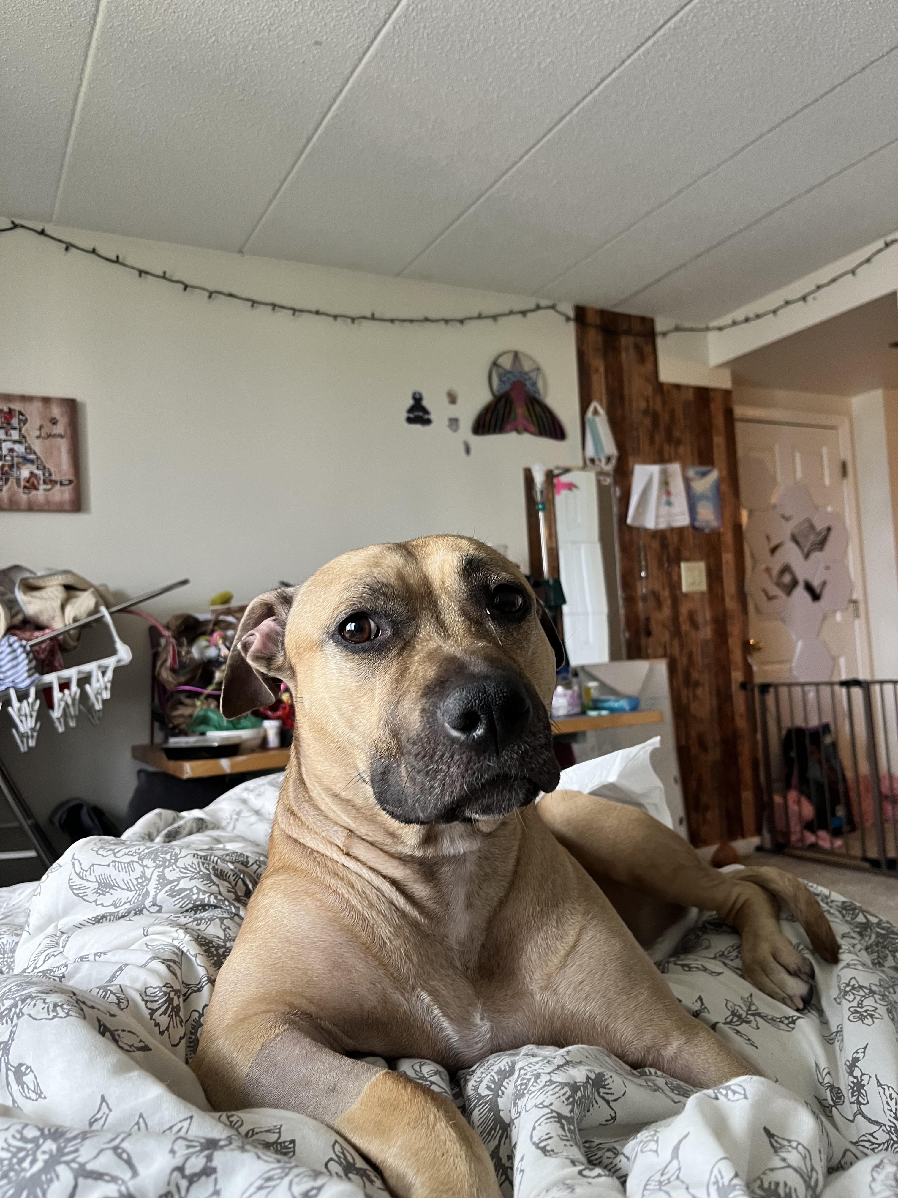 Lady Bug, a Adoptable mixed breed in Malden, MA image 2/6