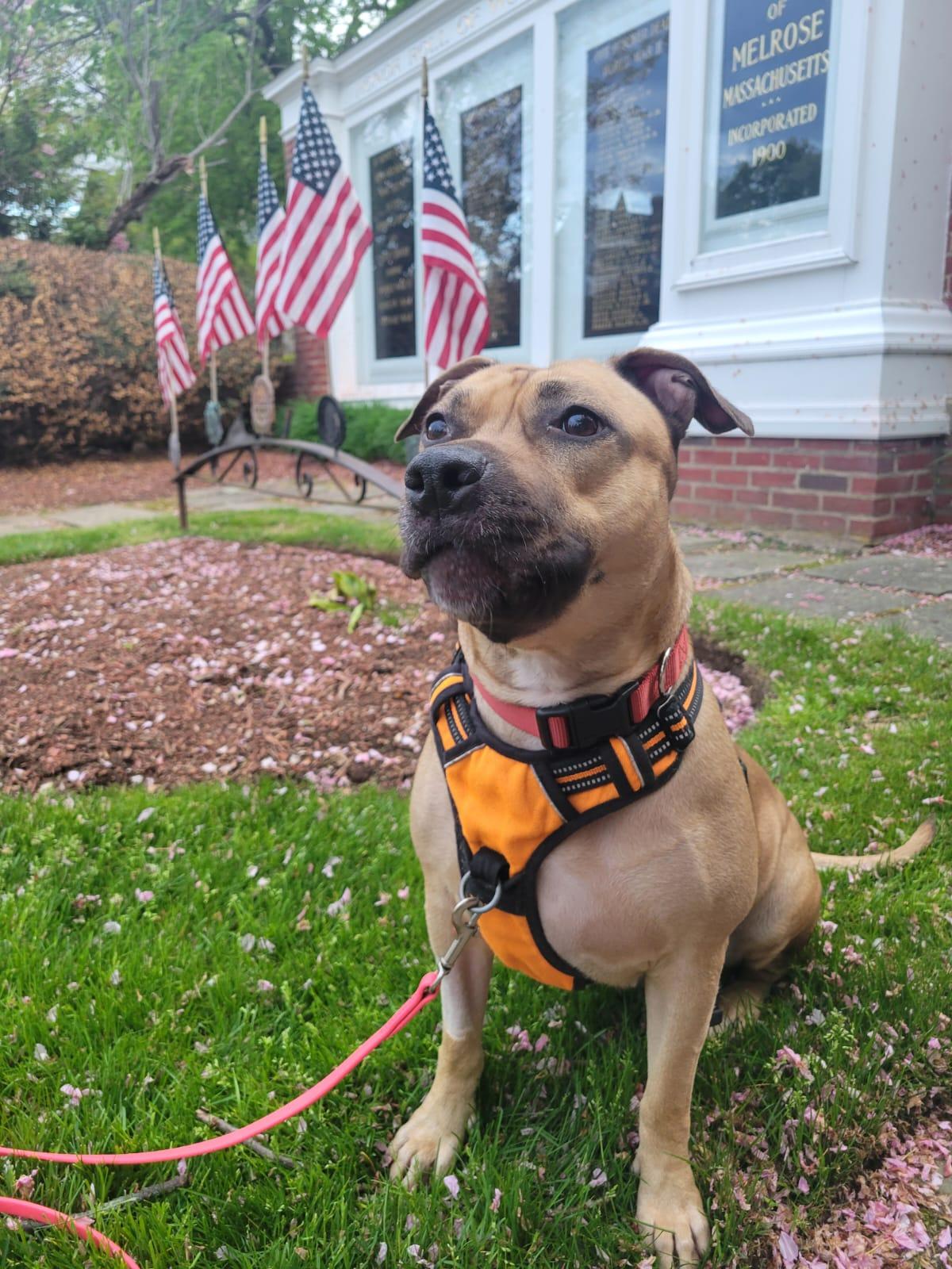 Lady Bug, a Adoptable mixed breed in Malden, MA image 3/6