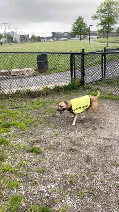 Enlarge Lady Bug, a Adoptable mixed breed in Malden, MA video 6/6