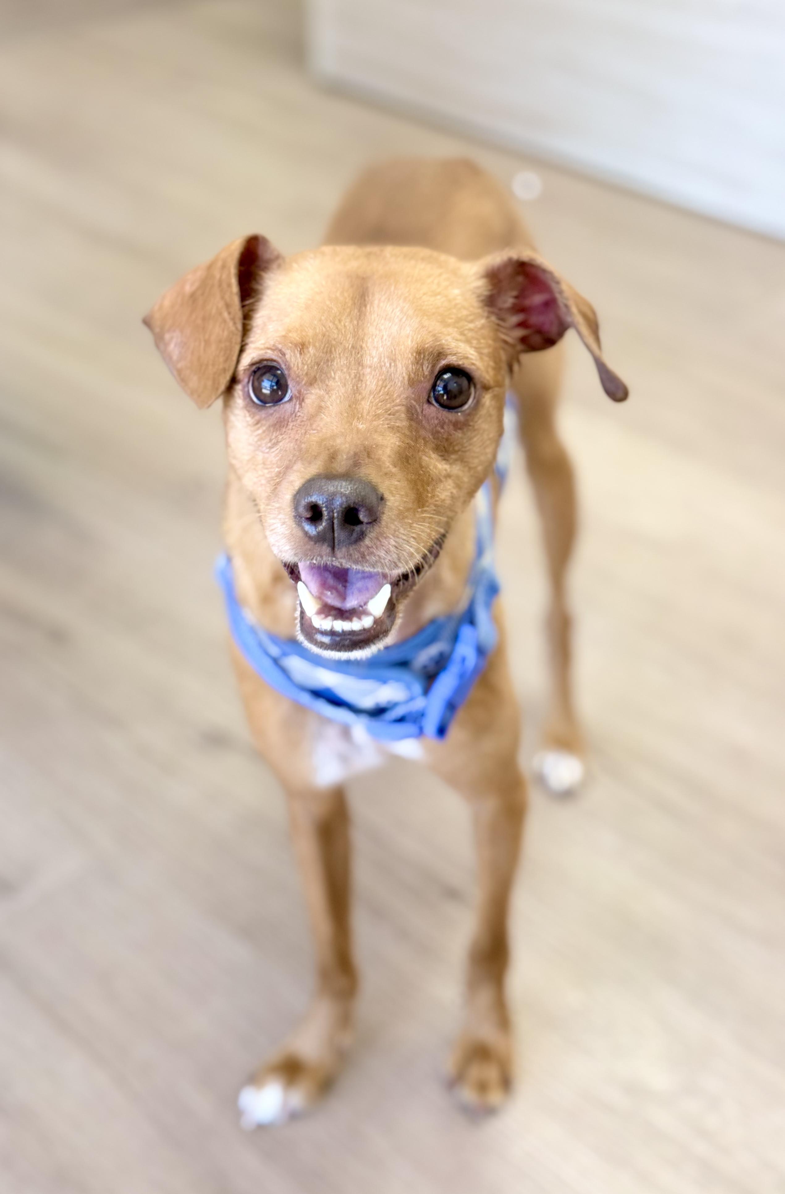 Flynn, a ADOPTABLE mixed breed in Scottsdale, AZ image 2/6