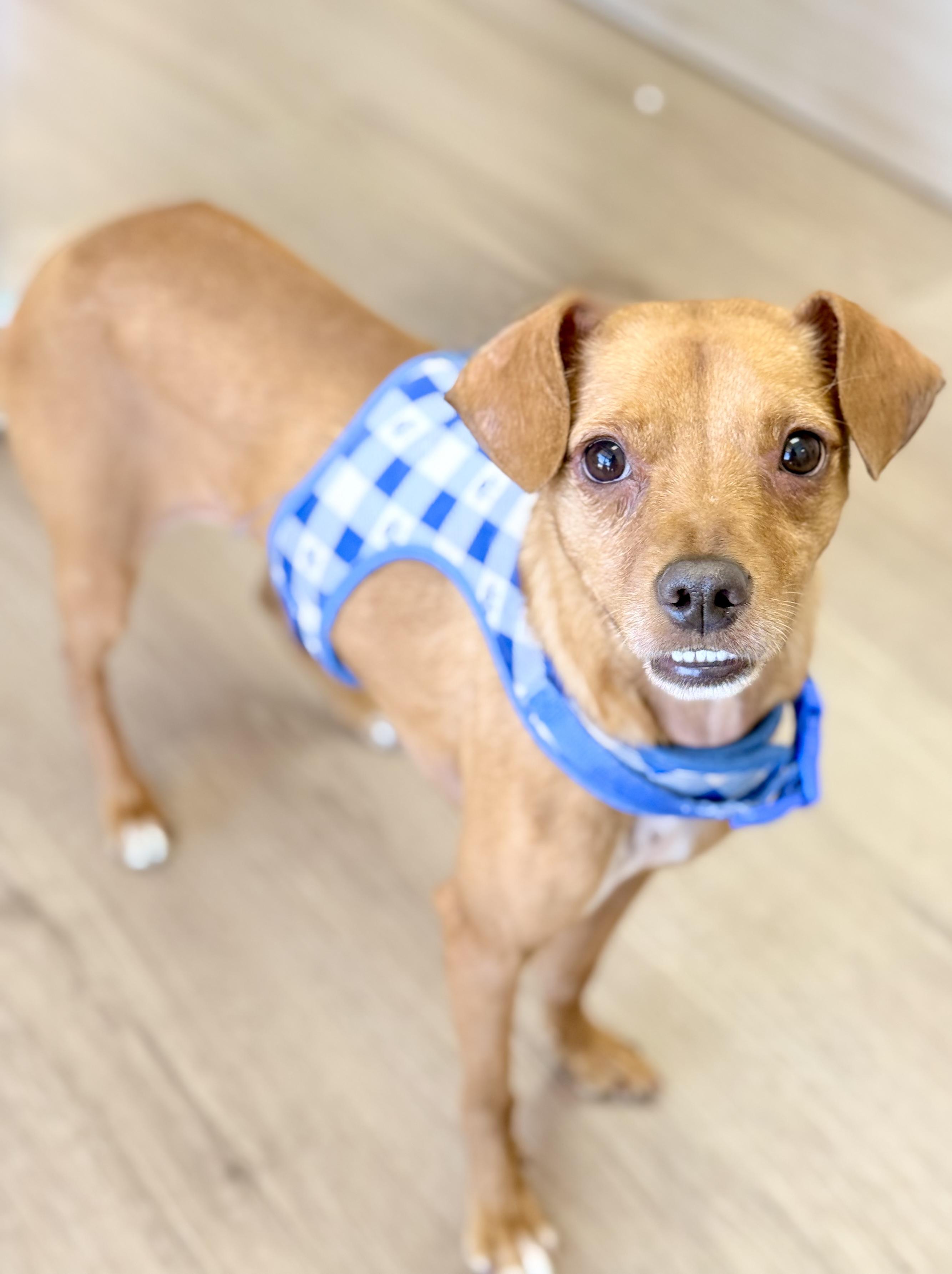 Flynn, a ADOPTABLE mixed breed in Scottsdale, AZ image 4/6