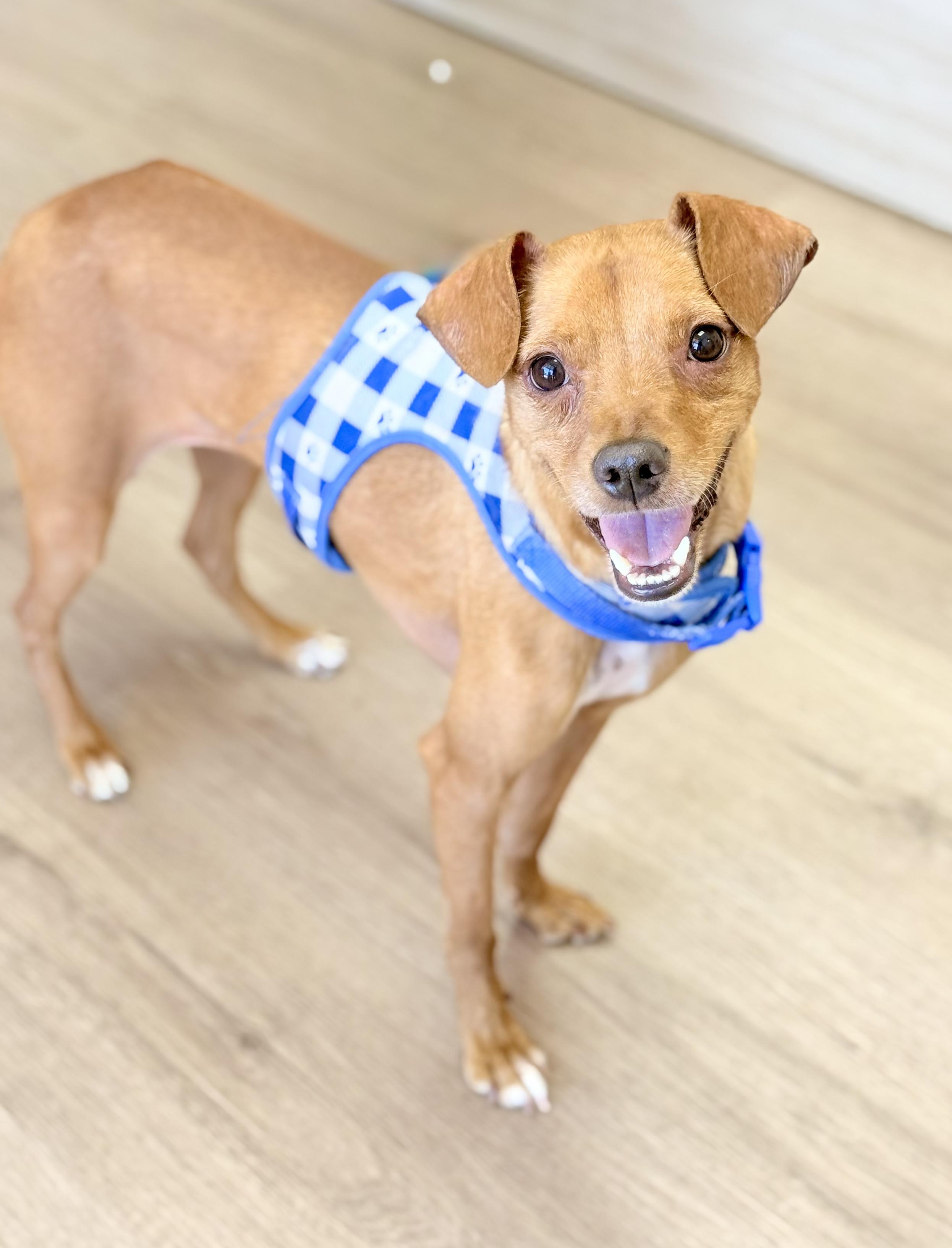 Flynn, a ADOPTABLE mixed breed in Scottsdale, AZ image 3/6