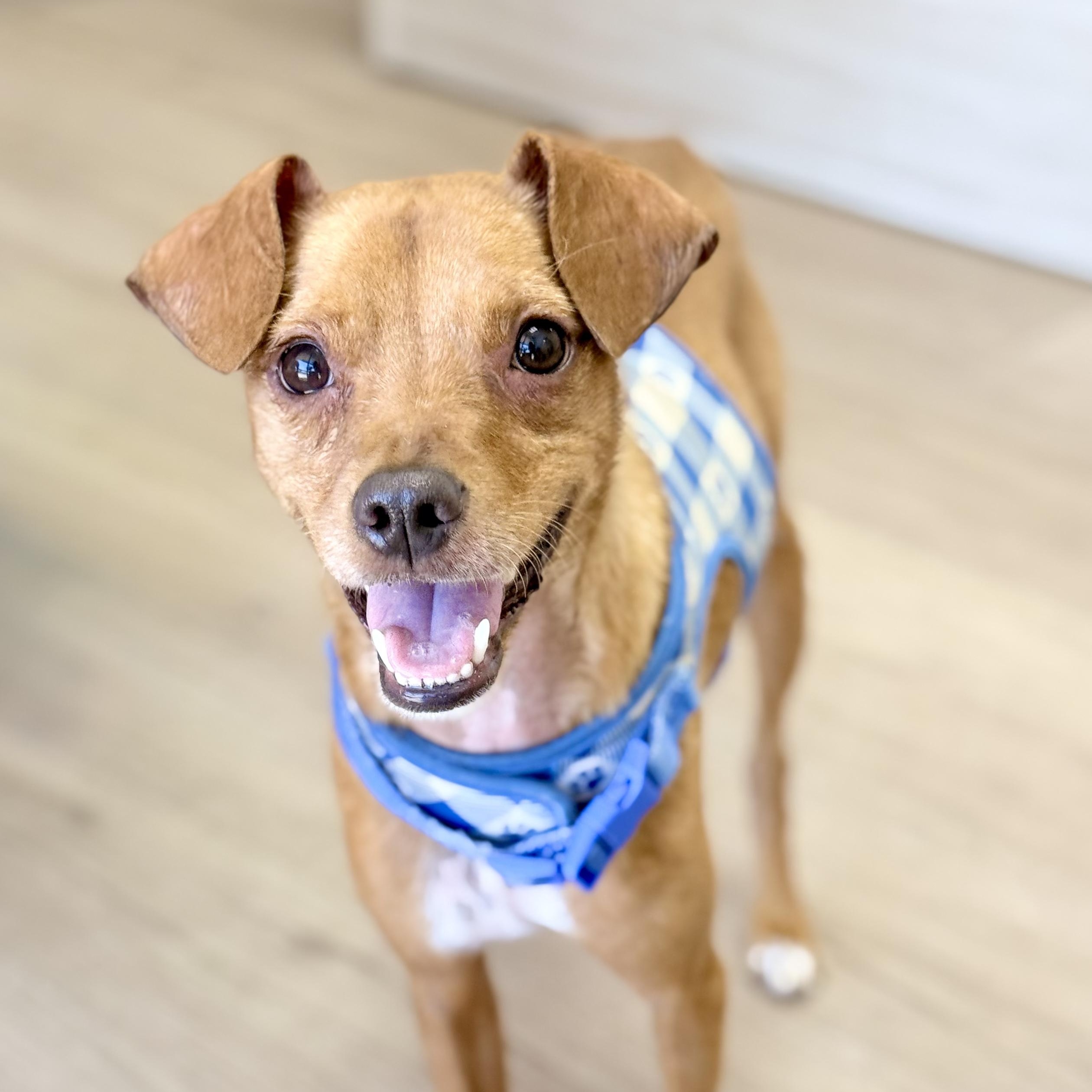 Flynn, a ADOPTABLE mixed breed in Scottsdale, AZ image 1/6