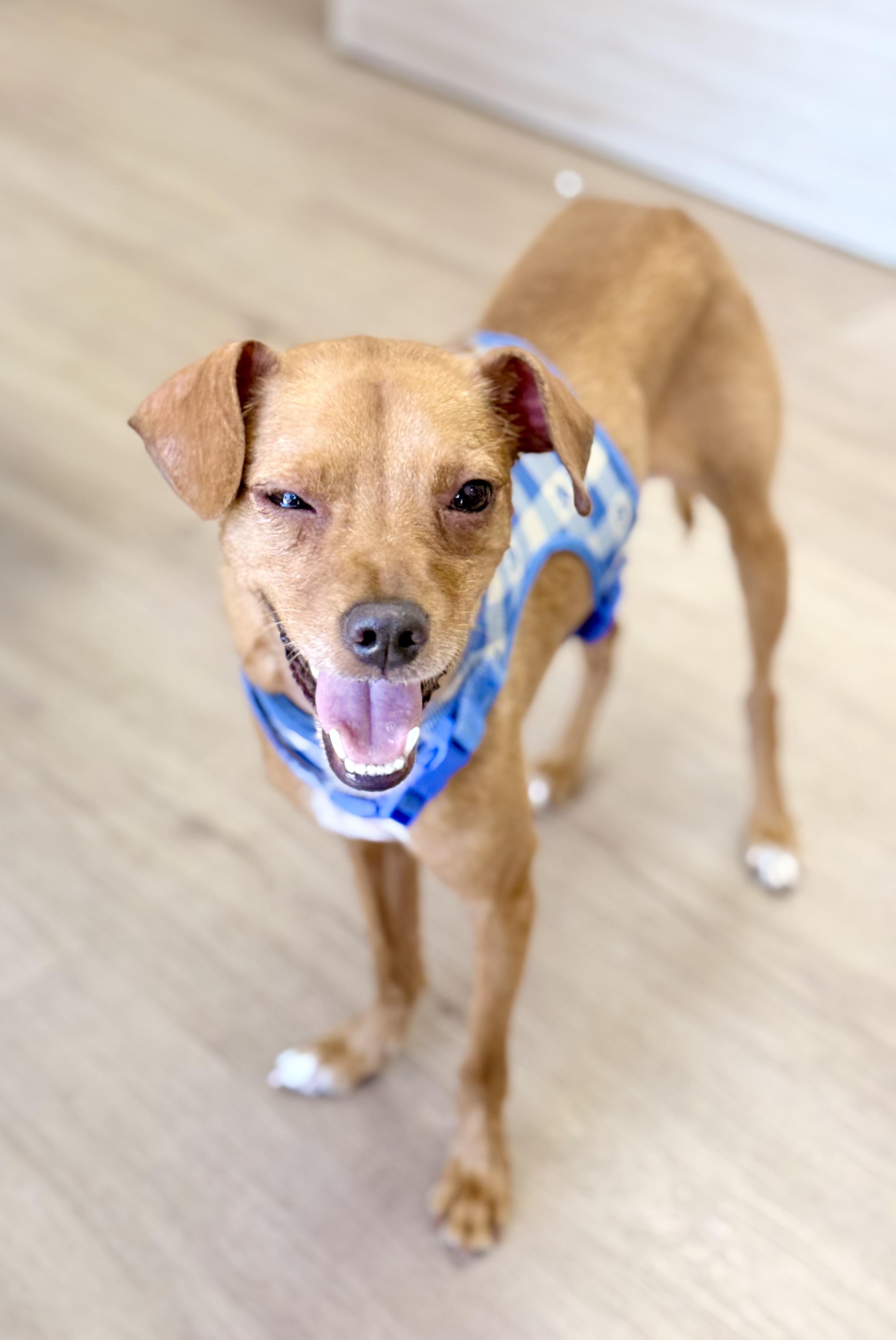 Flynn, a ADOPTABLE mixed breed in Scottsdale, AZ image 6/6