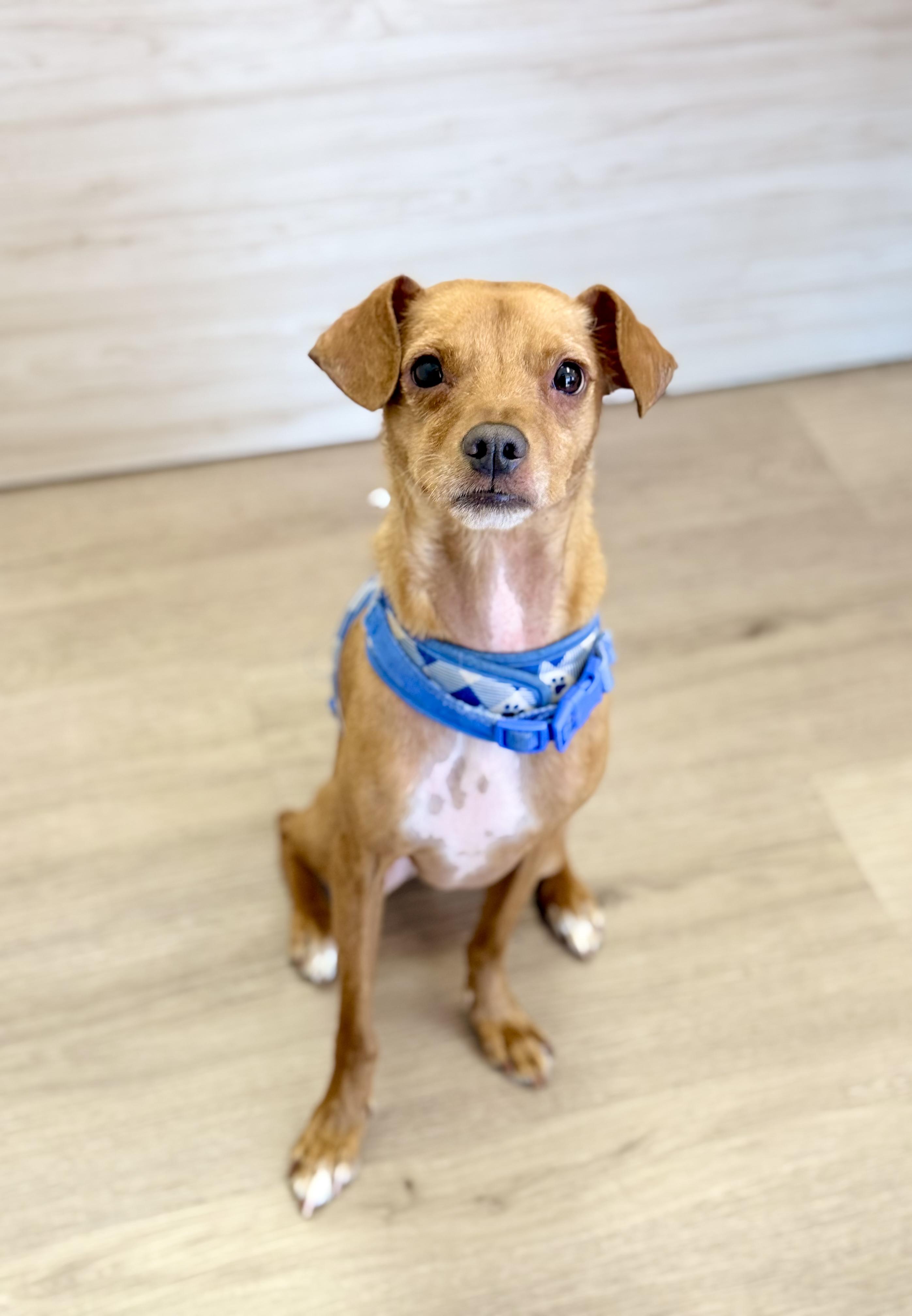 Flynn, a ADOPTABLE mixed breed in Scottsdale, AZ image 5/6