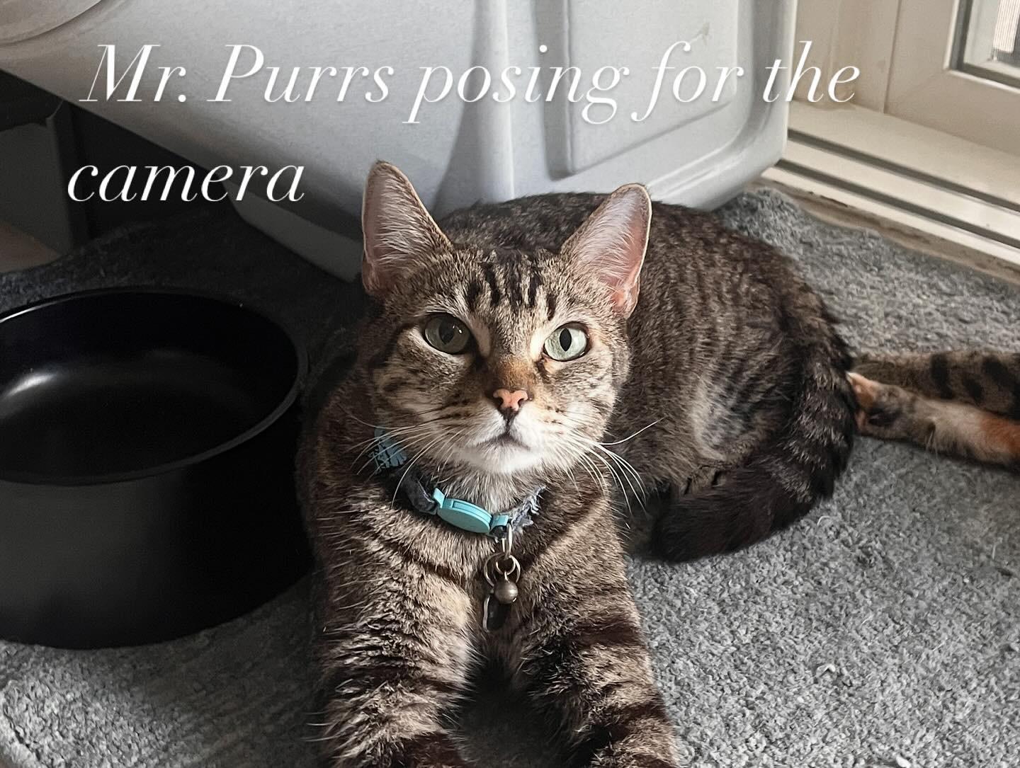 Jasper, a Adopted Domestic Short Hair in Mililani, HI image 1/5