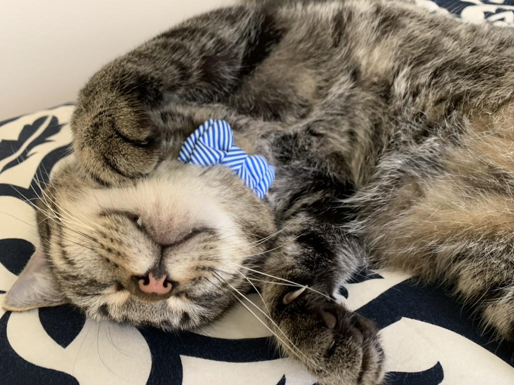 Jasper, a Adopted Domestic Short Hair in Mililani, HI image 2/5