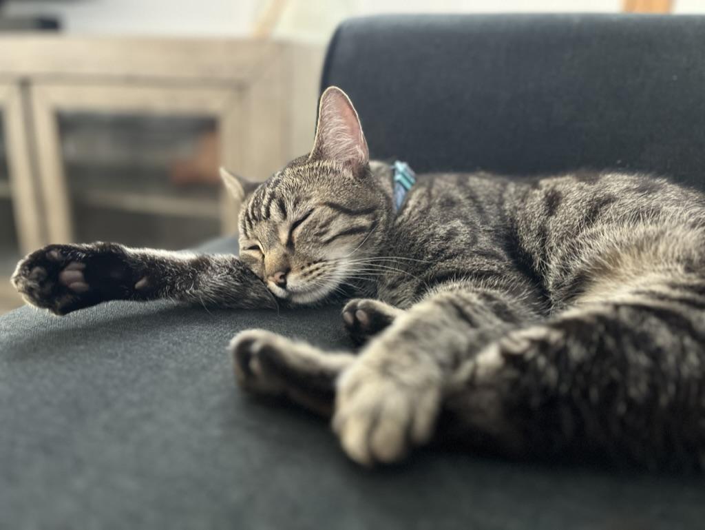 Jasper, an adoptable Domestic Short Hair in Mililani, HI, 96789 | Photo Image 2