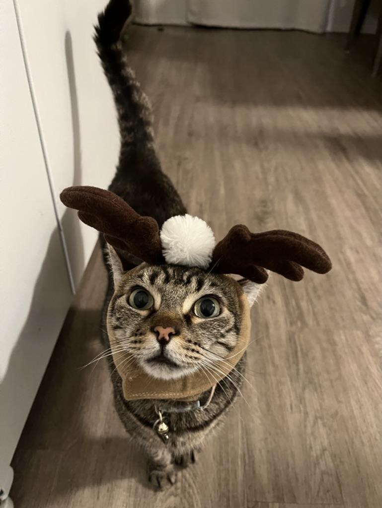 Jasper, a Adopted Domestic Short Hair in Mililani, HI image 4/5