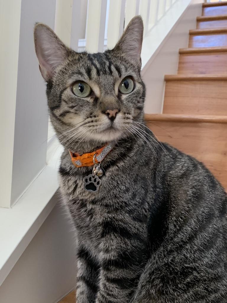 Jasper, a Adopted Domestic Short Hair in Mililani, HI image 5/5