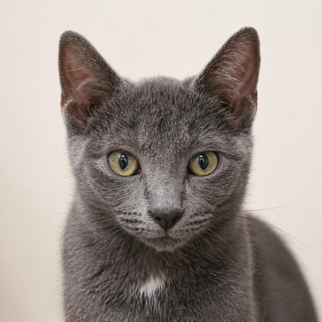 Fergus — A Little White Patch, A Lot to Love, Adoptable, Kitten Male Russian Blue & Domestic Short Hair.