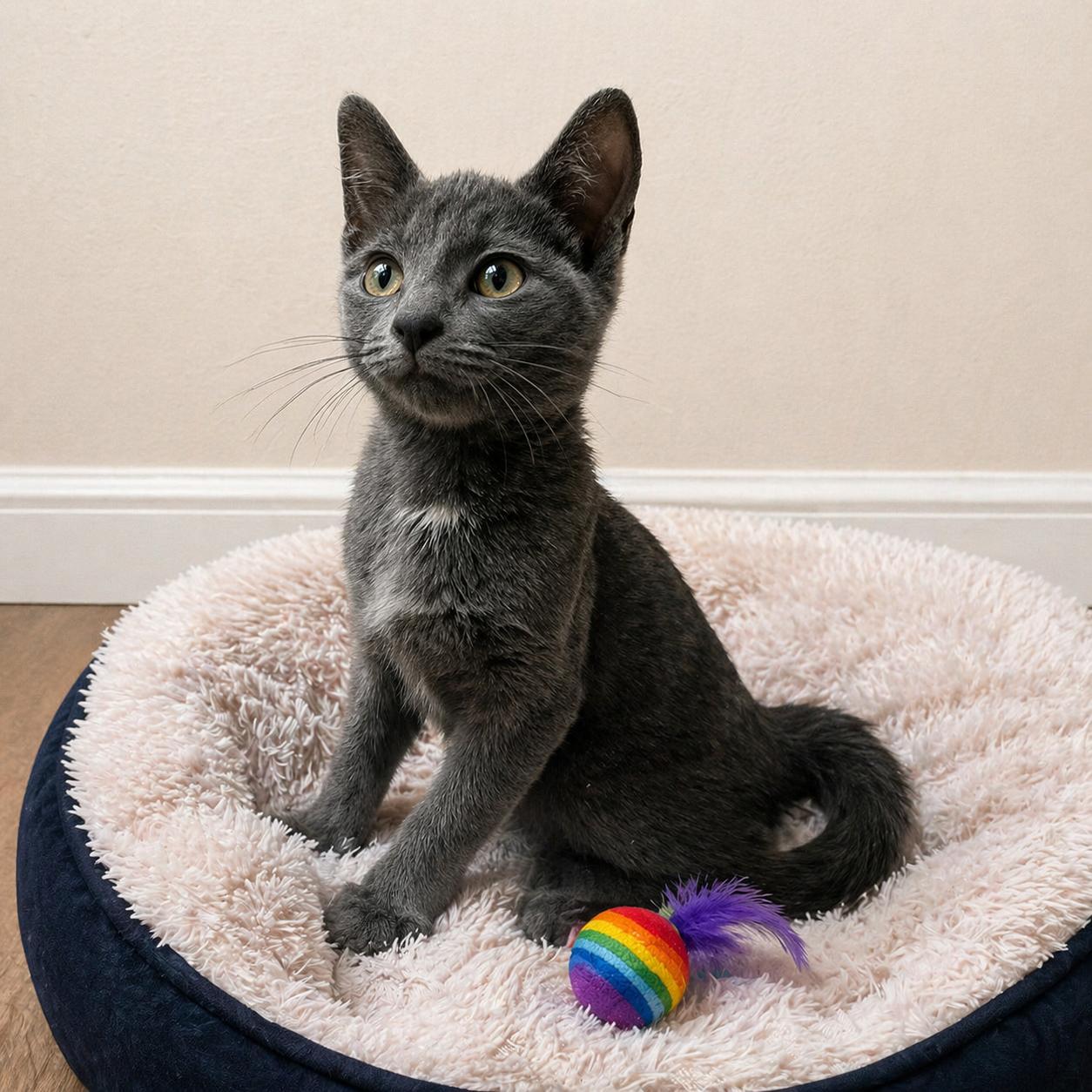 Enlarge Fergus — A Little White Patch, A Lot to Love, a Adoptable mixed breed in Hillsboro, TX image 4/6