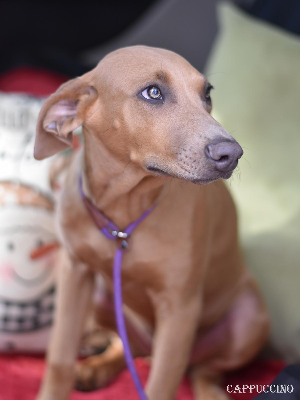 Cappuccino thumbnail 2