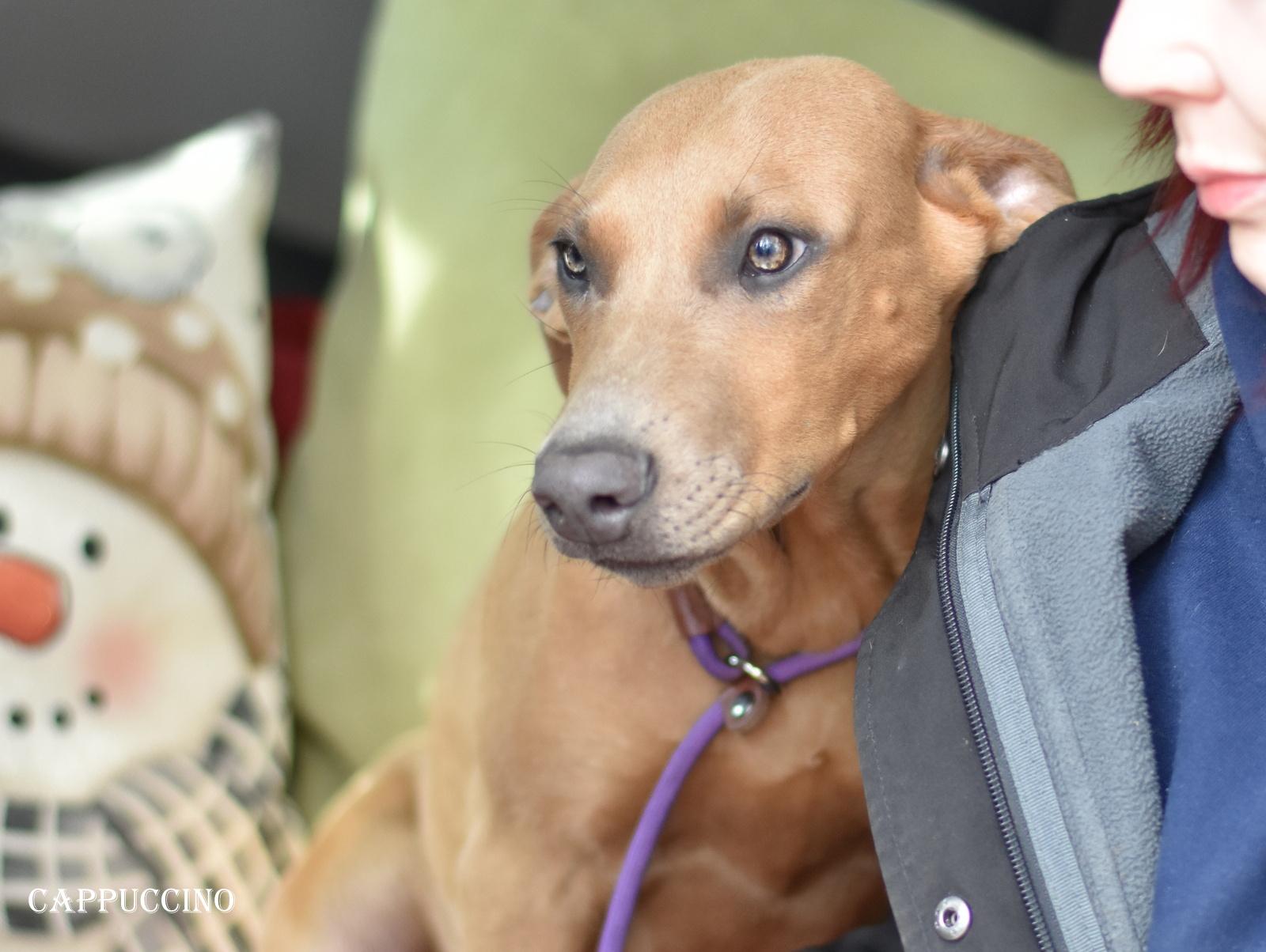 Cappuccino thumbnail 3