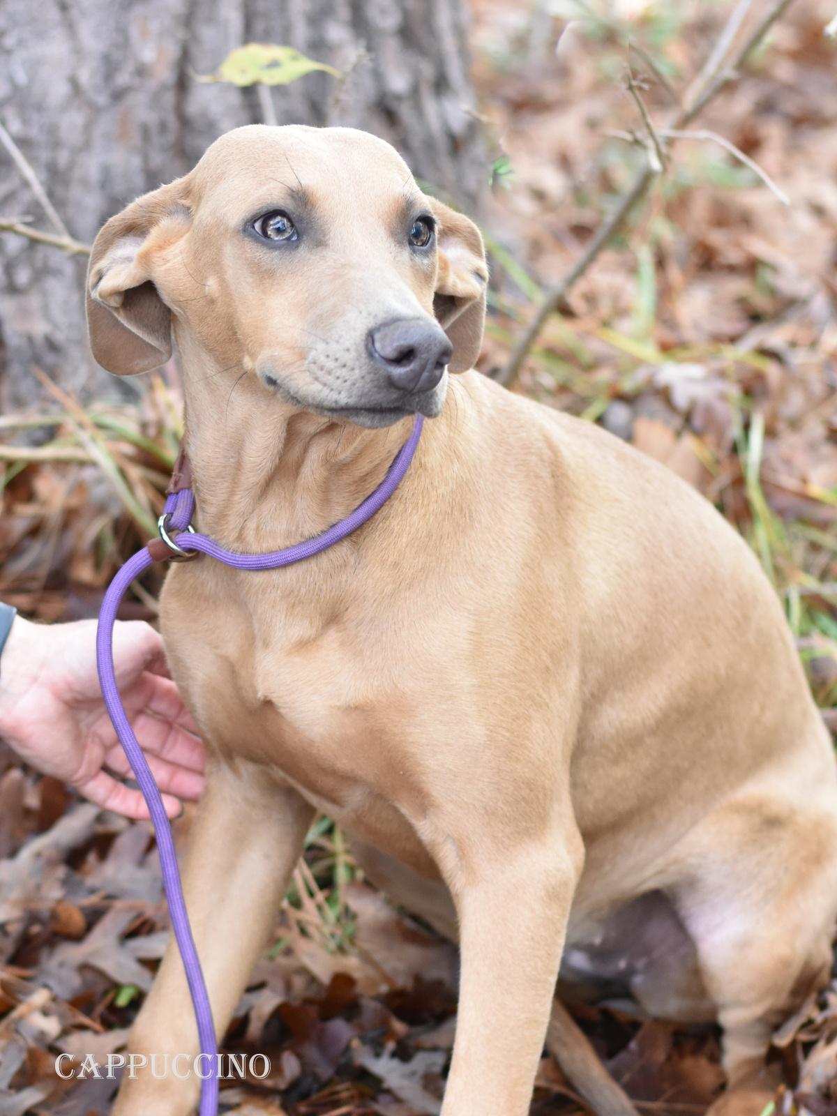 Cappuccino thumbnail 4