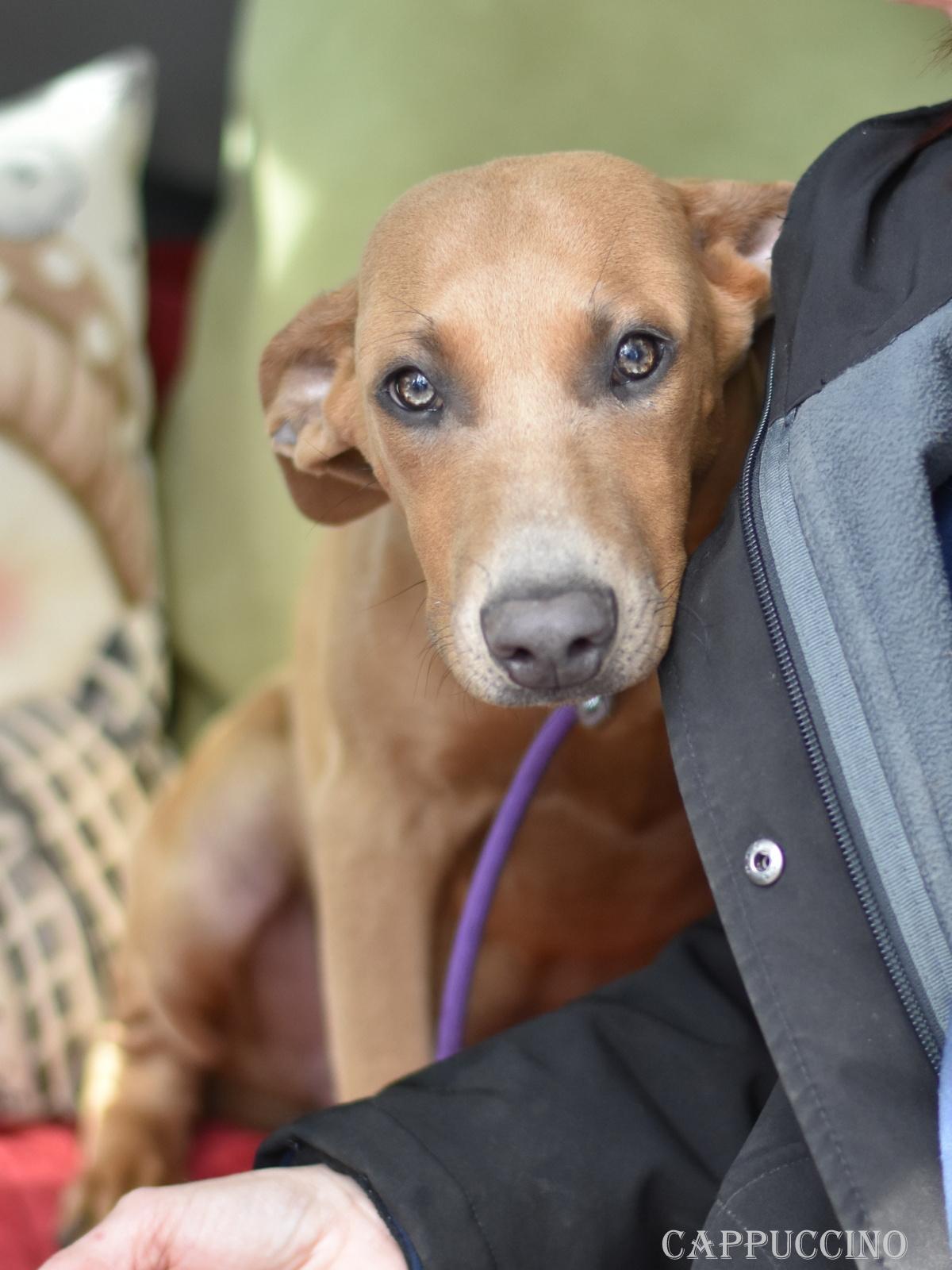 Cappuccino thumbnail 5