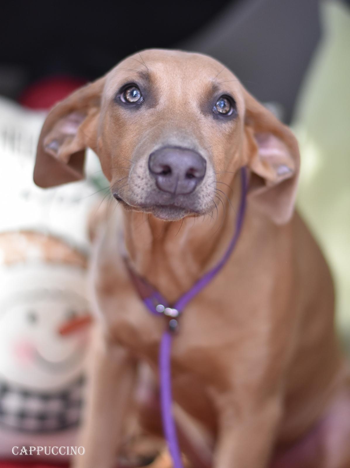 Cappuccino thumbnail 6