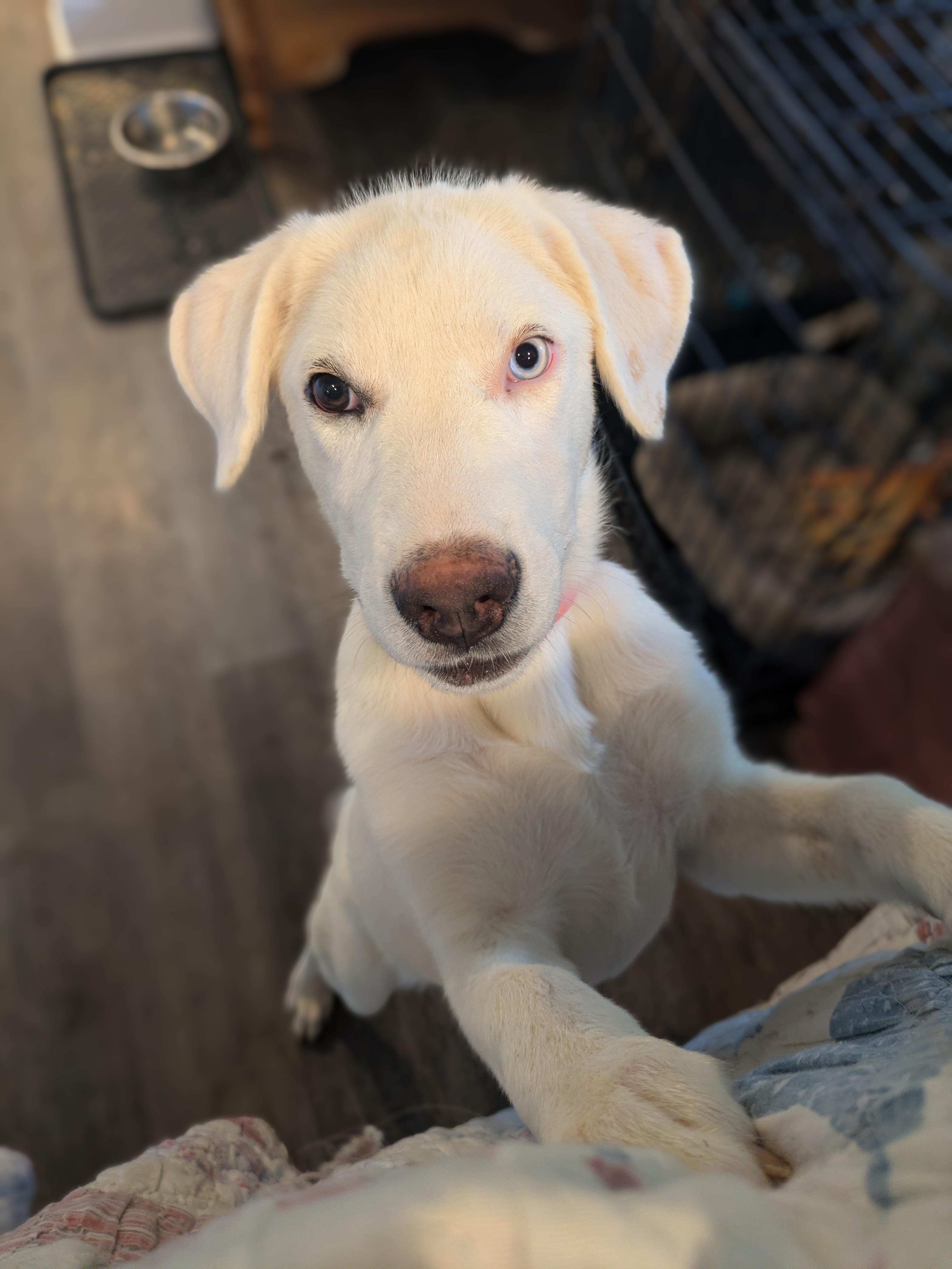 Enlarge Avalanche, a Adoptable mixed breed in Hilham, TN image 5/6