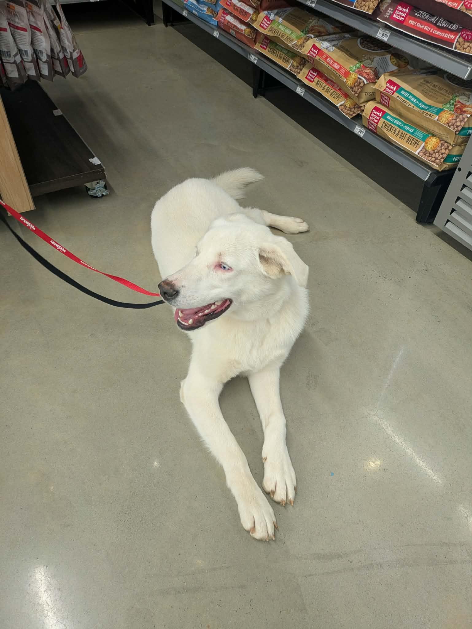 Avalanche, a Adoptable mixed breed in Hilham, TN image 4/6