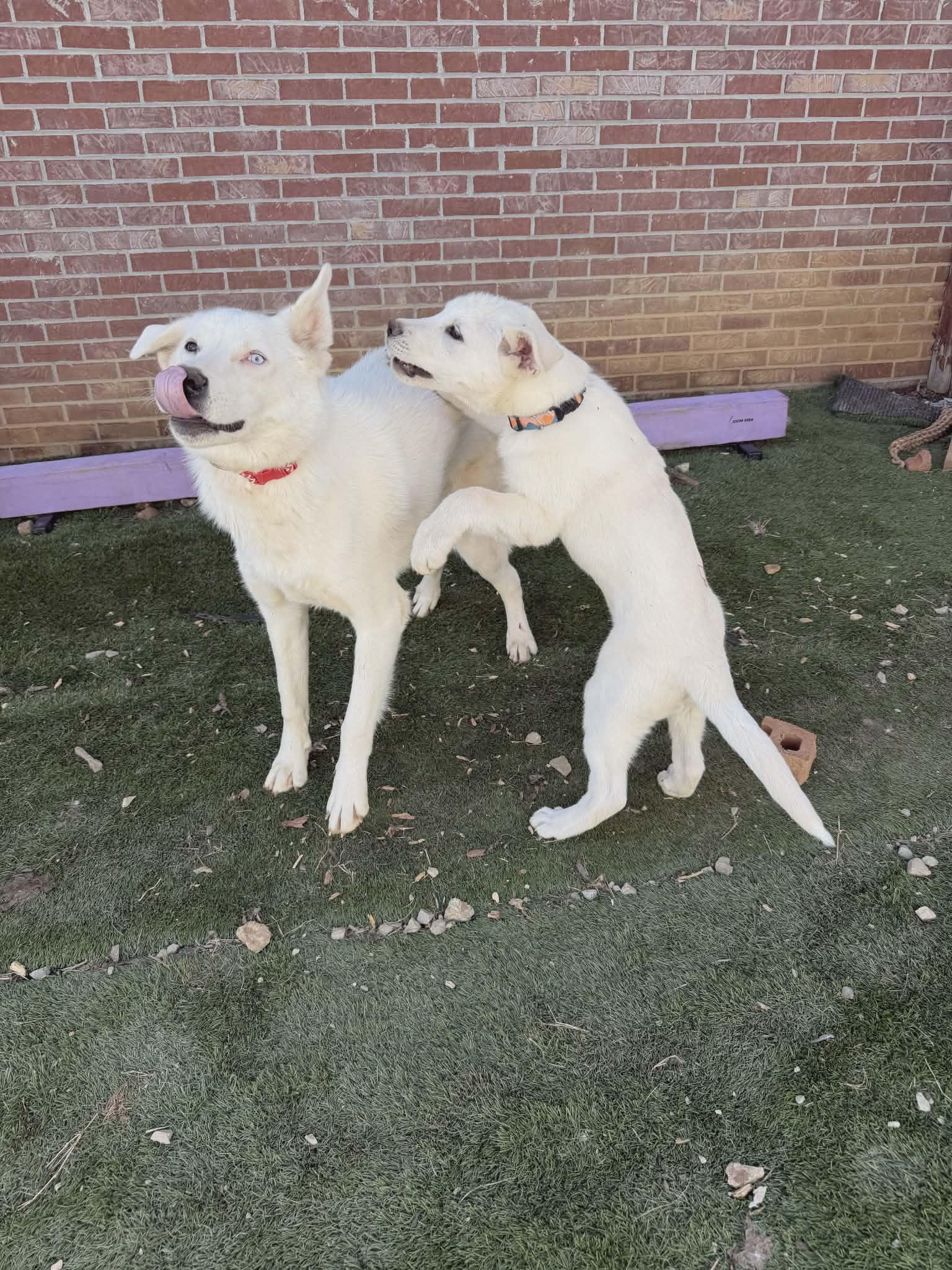 Avalanche, a Adoptable mixed breed in Hilham, TN image 2/6