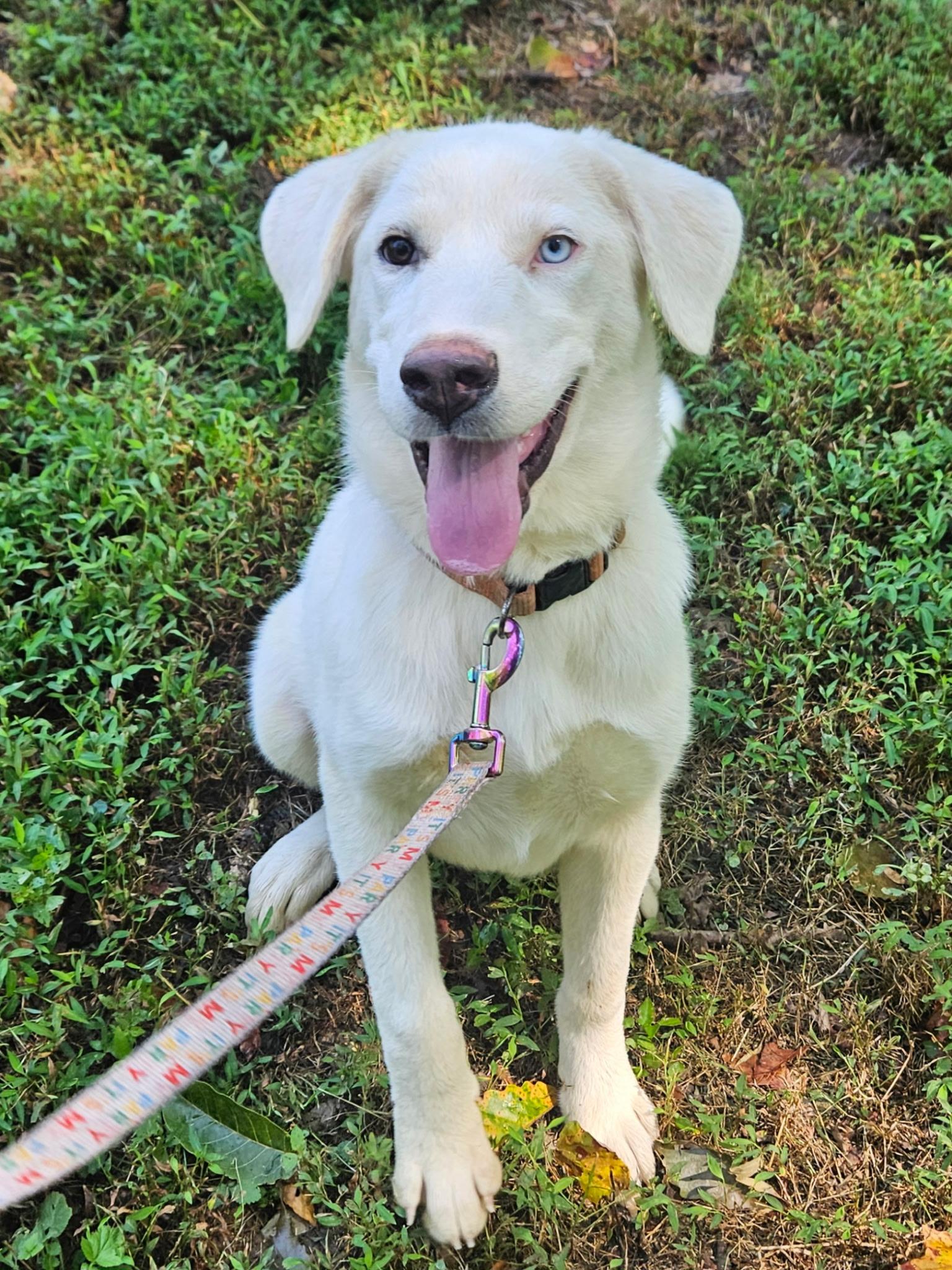 Avalanche, Adoptable, Young Female Great Pyrenees & Husky.