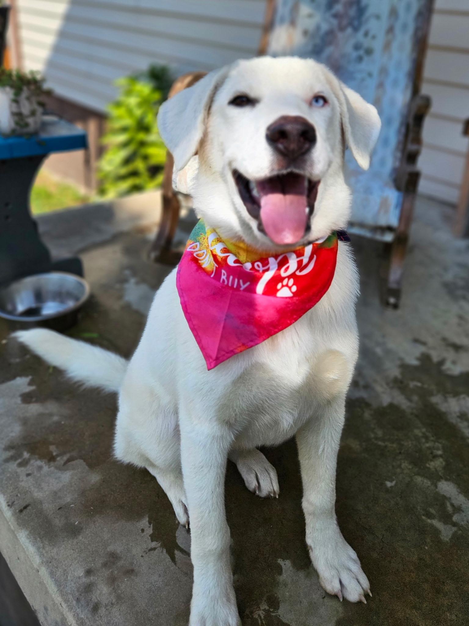 Enlarge Avalanche, a Adoptable mixed breed in Hilham, TN image 2/6