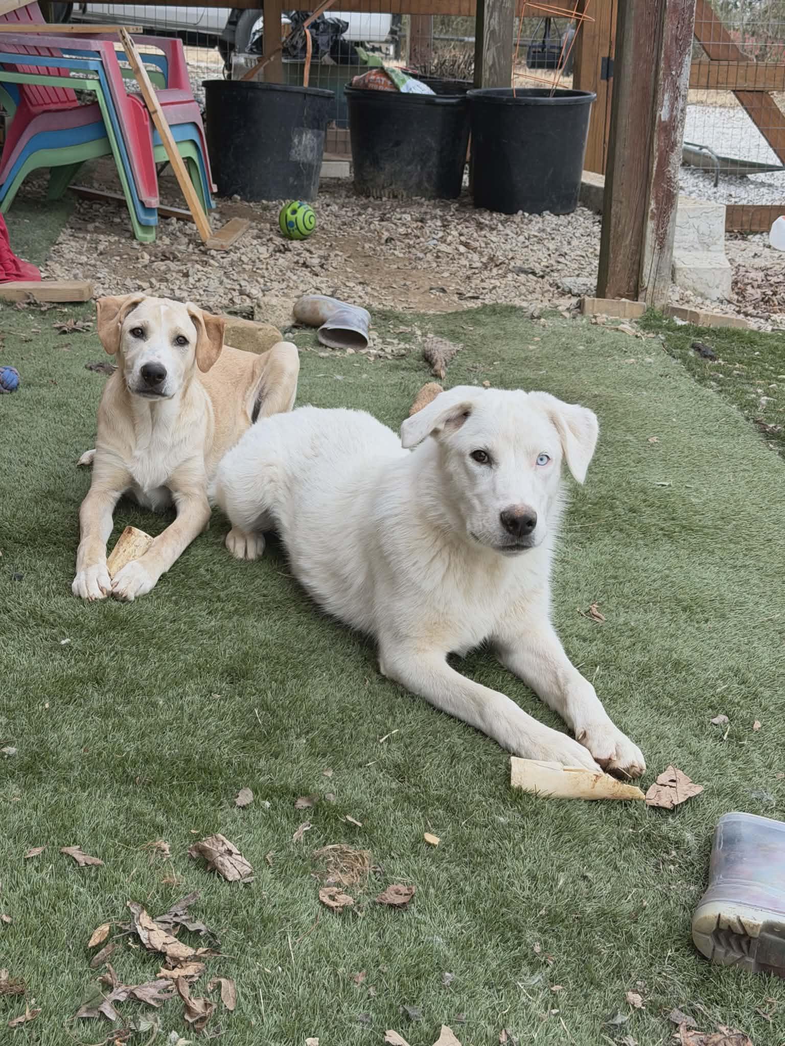 Avalanche, a Adoptable mixed breed in Hilham, TN image 5/6