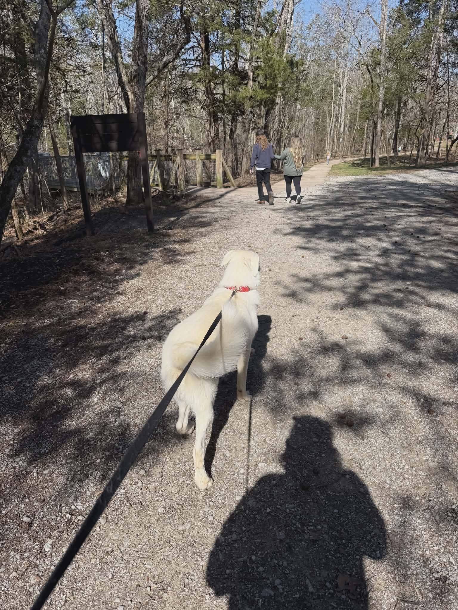 Avalanche, a Adoptable mixed breed in Hilham, TN image 6/6