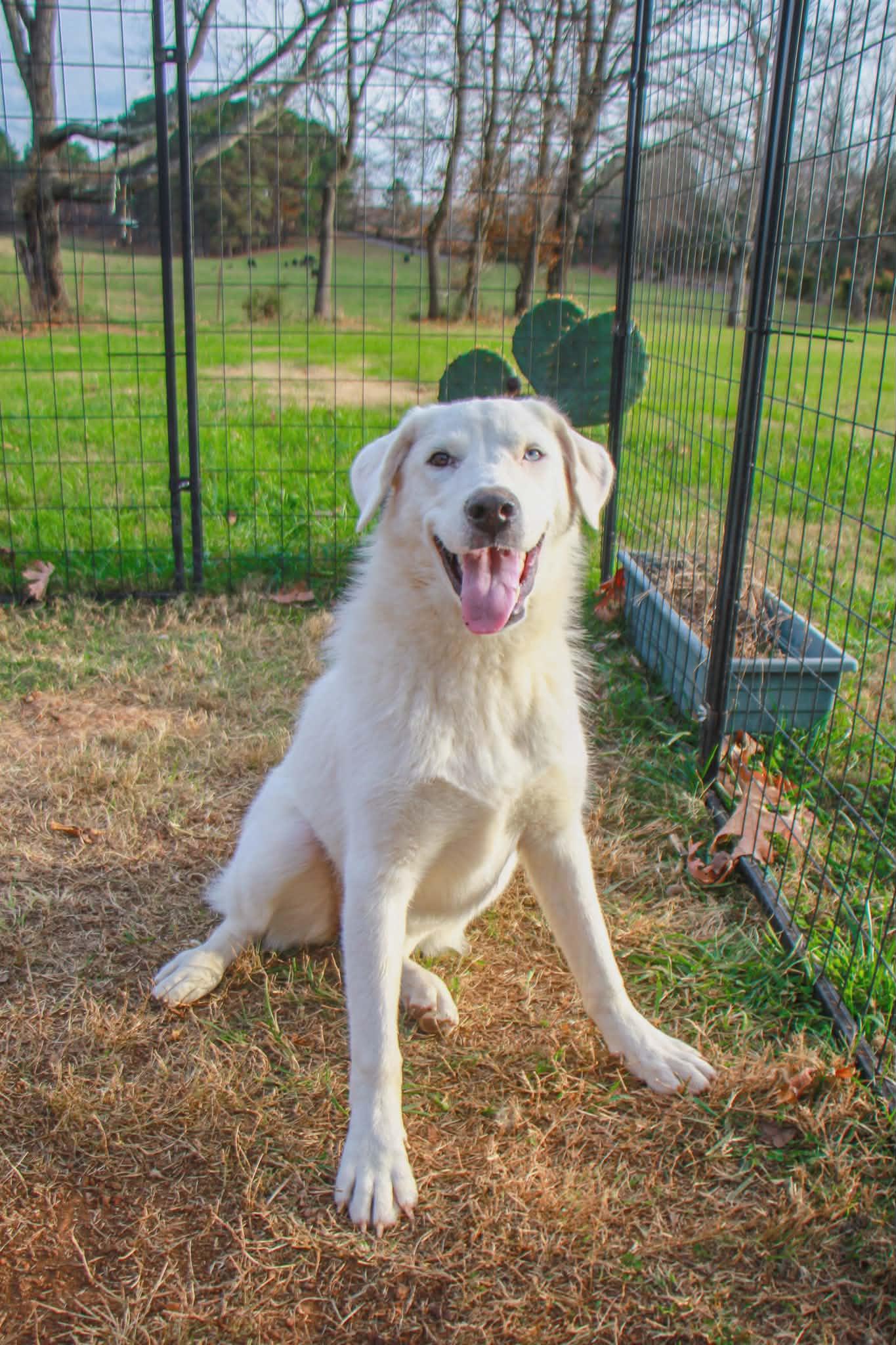 Avalanche, a Adoptable mixed breed in Hilham, TN image 1/6