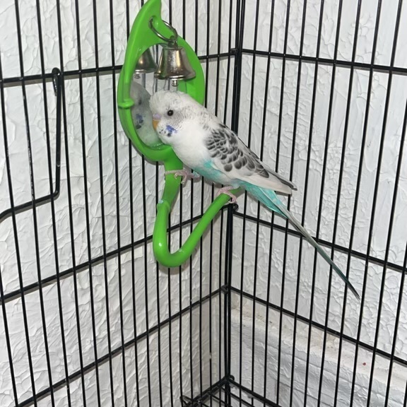 Marshmallow, Adopted, Adult Female Parakeet (Other).