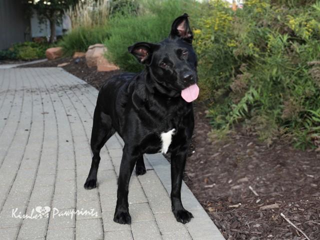 Enlarge EBIE, a Adoptable mixed breed in Omaha, NE image 1/1