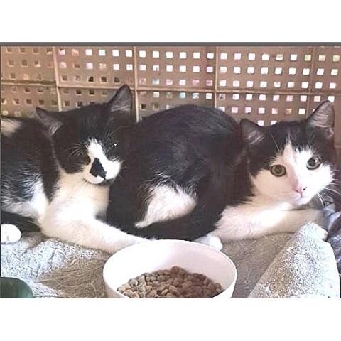 Arrow, an adoptable Domestic Short Hair in Salt Lake City, UT, 84109 | Photo Image 3