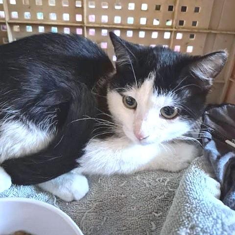 Arrow, an adoptable Domestic Short Hair in Salt Lake City, UT, 84109 | Photo Image 2