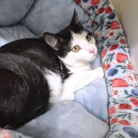 Arrow, an adoptable Domestic Short Hair in Salt Lake City, UT, 84109 | Photo Image 1