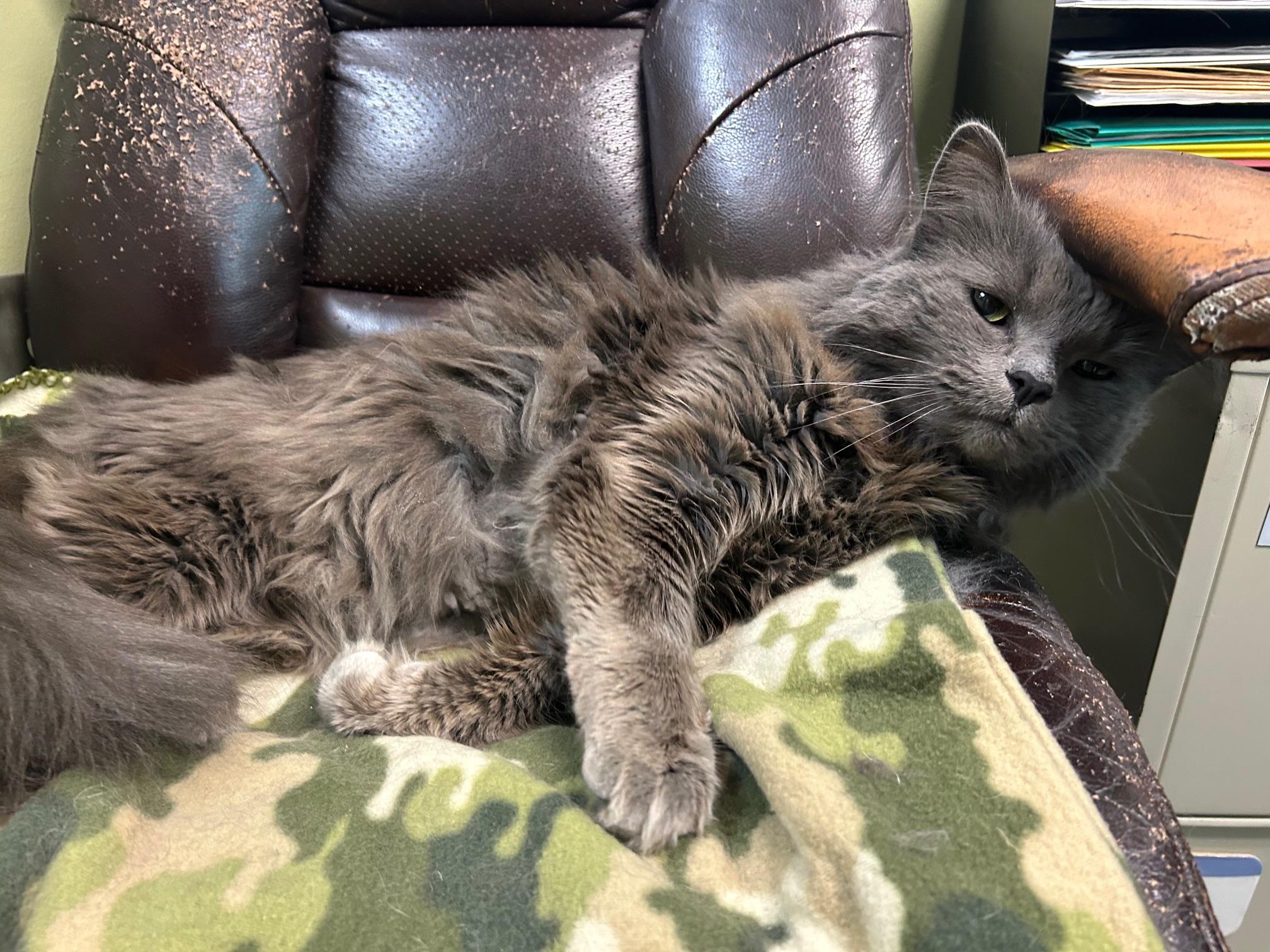 Enlarge Gary, an adopted Domestic Long Hair in Homer, AK image 2/4